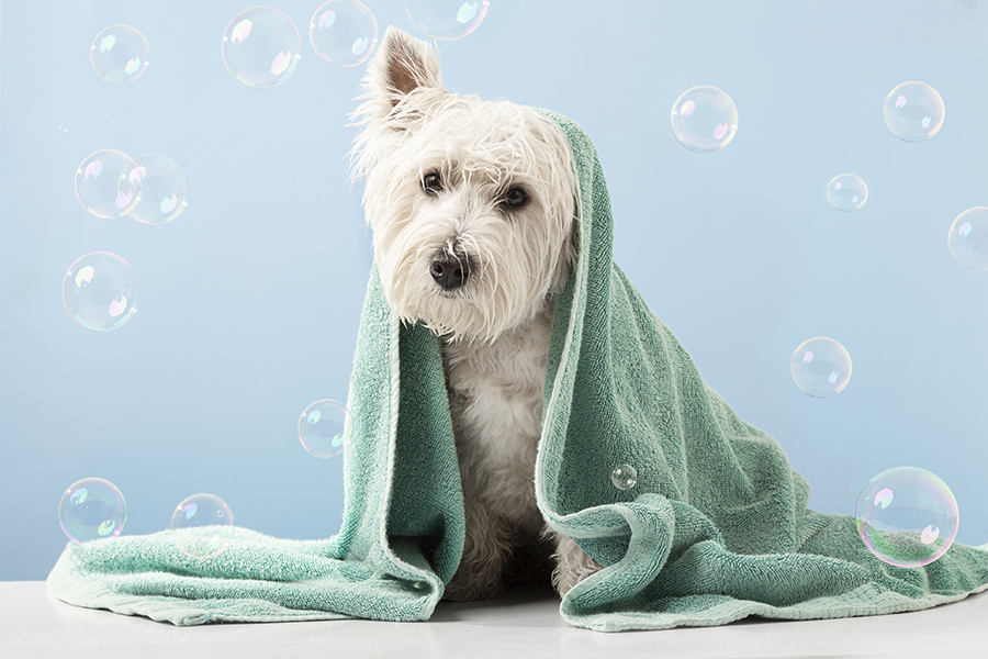 If you’re a dog owner, you know how challenging bath time can be. From wrestling your furry friend into the tub to dealing with the aftermath of water splashes and fur clogging your drain, washing your dog often feels like more hassle than it’s worth. Presenting a revolutionary solution: a dog wash station made from cultured marble