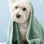 Reimagine Dog Baths with Cultured Marble