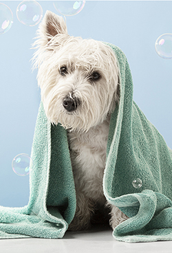 Reimagine Dog Baths with Cultured Marble