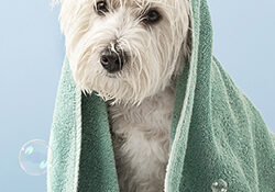 Cute West Highland White Terrier dog after bath. Dog wrapped in towel. Pet grooming concept. Copy Space. Place for text. High quality photo